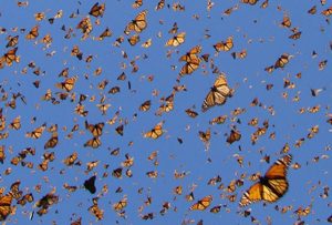 many monarch
